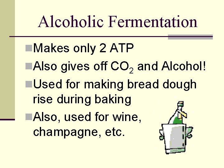 Alcoholic Fermentation n. Makes only 2 ATP n. Also gives off CO 2 and