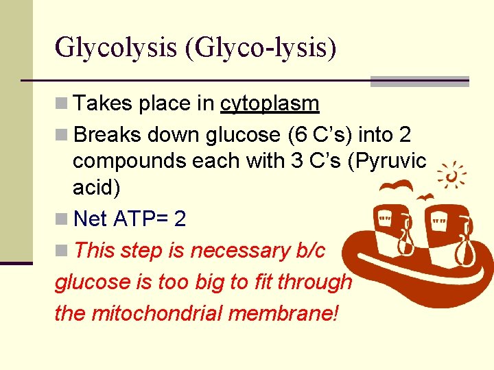 Glycolysis (Glyco-lysis) n Takes place in cytoplasm n Breaks down glucose (6 C’s) into