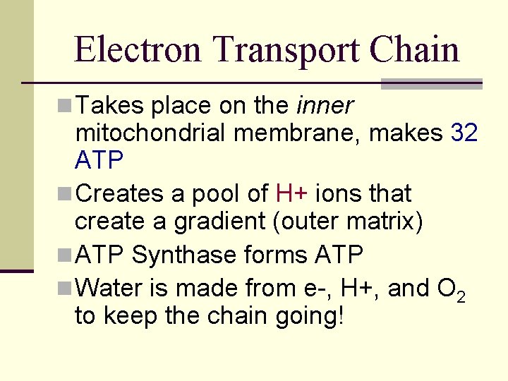 Electron Transport Chain n Takes place on the inner mitochondrial membrane, makes 32 ATP