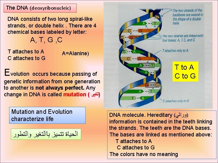 The DNA (deoxyribonucleic) DNA consists of two long spiral-like strands, or double helix. There