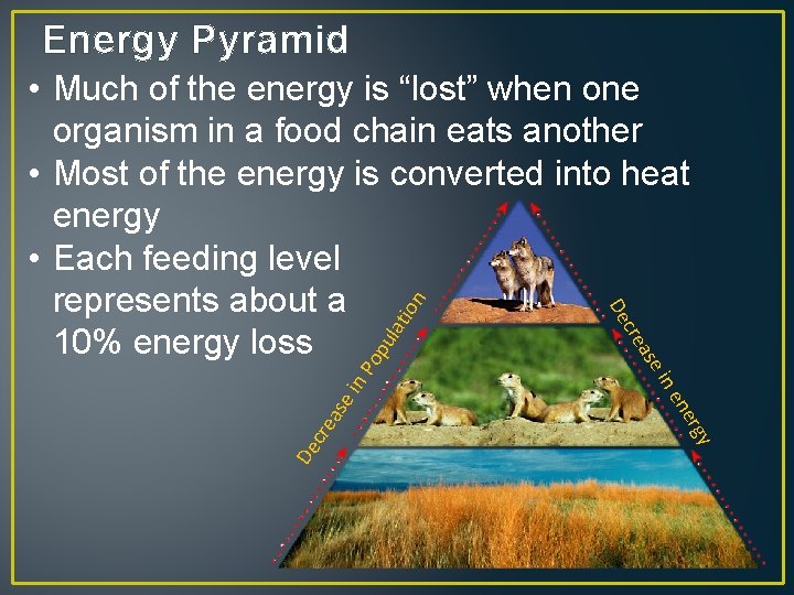 Energy Pyramid n ula tio op n. P ei as y erg en cre