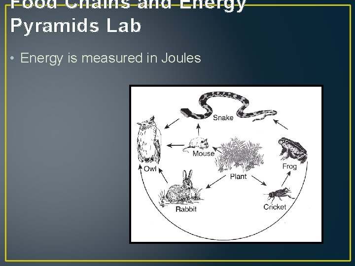 Food Chains and Energy Pyramids Lab • Energy is measured in Joules 