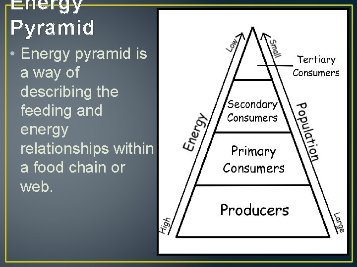 Energy Pyramid • Energy pyramid is a way of describing the feeding and energy