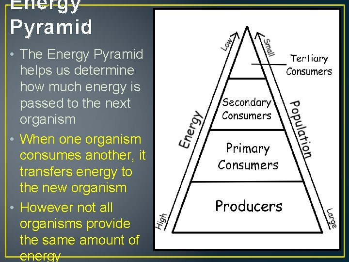Energy Pyramid • The Energy Pyramid helps us determine how much energy is passed