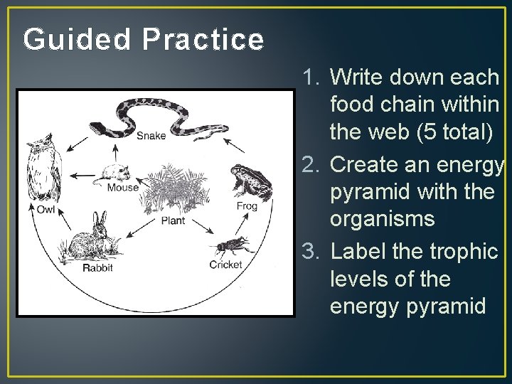 Guided Practice 1. Write down each food chain within the web (5 total) 2.