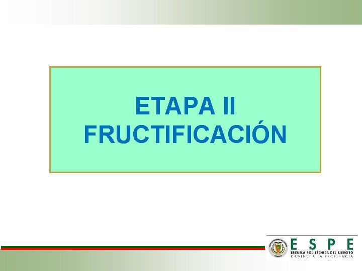 ETAPA II FRUCTIFICACIÓN ETAPA II FRUCTIFICACIÓN