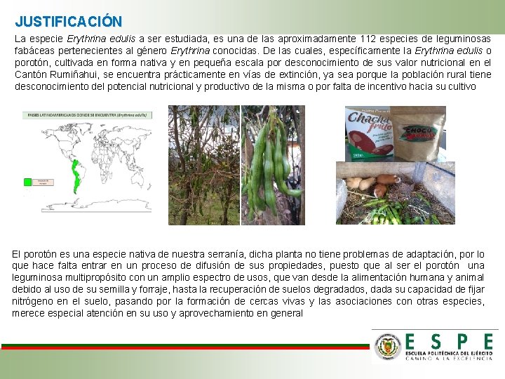 JUSTIFICACIÓN La especie Erythrina edulis a ser estudiada, es una de las aproximadamente 112