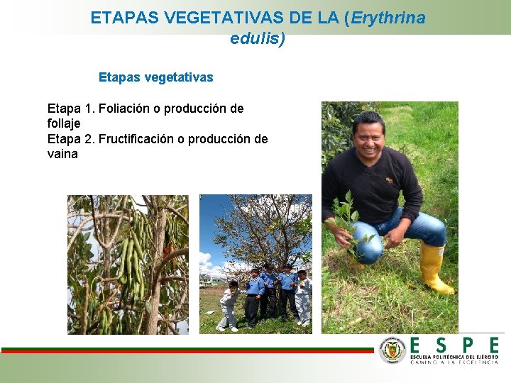 ETAPAS VEGETATIVAS DE LA (Erythrina edulis) Etapas vegetativas Etapa 1. Foliación o producción de