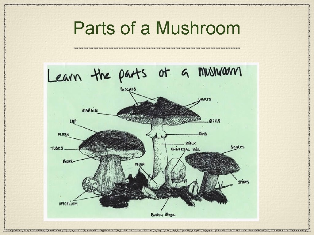 Parts of a Mushroom 