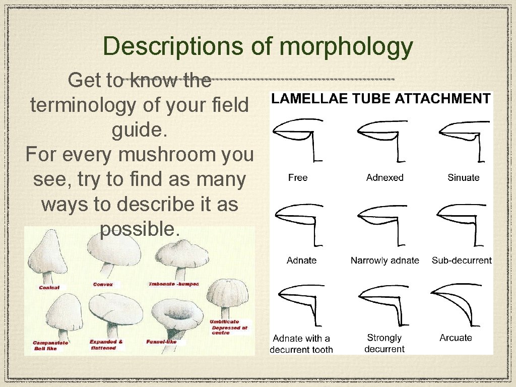 Descriptions of morphology Get to know the terminology of your field guide. For every