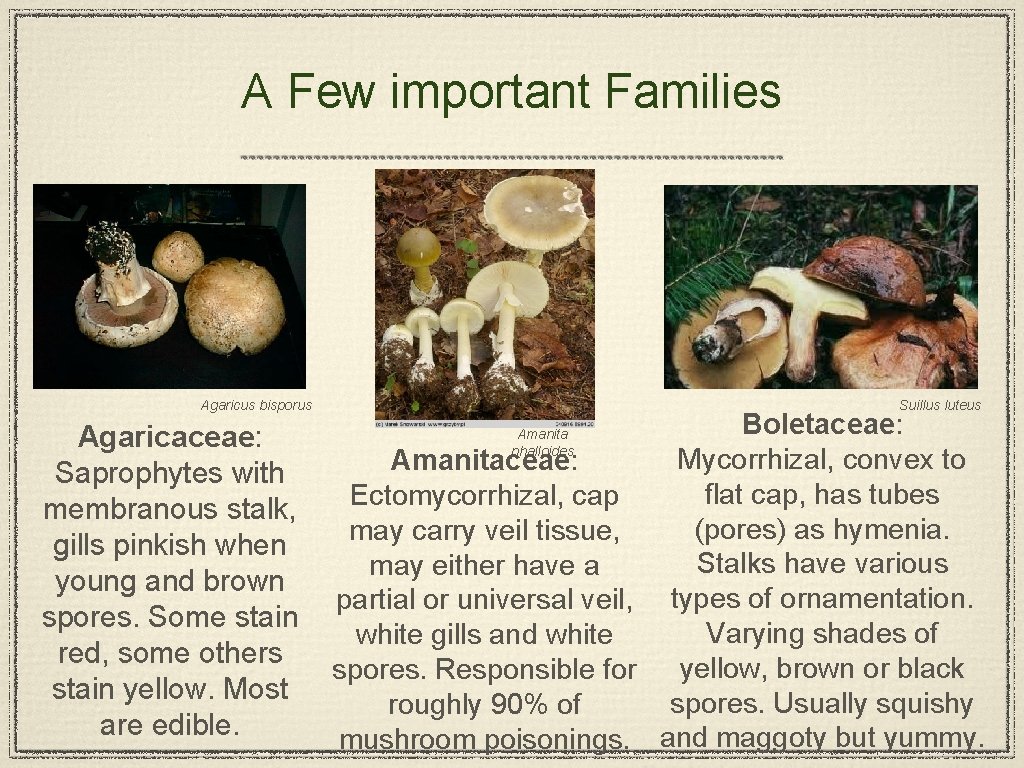 A Few important Families Agaricus bisporus Agaricaceae: Saprophytes with membranous stalk, gills pinkish when
