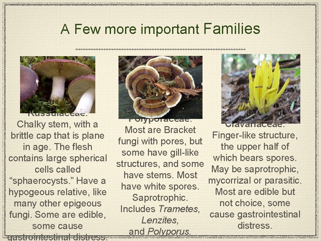 A Few more important Families Russulaceae: Polyporaceae: Chalky stem, with a Most are Bracket