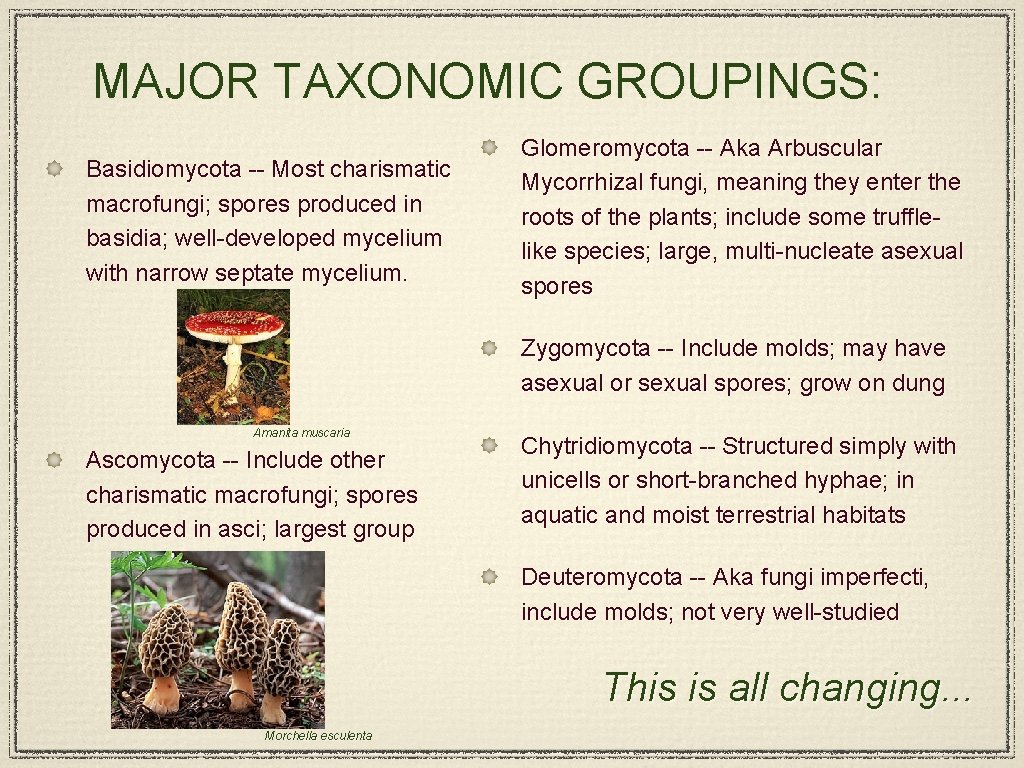 MAJOR TAXONOMIC GROUPINGS: Basidiomycota -- Most charismatic macrofungi; spores produced in basidia; well-developed mycelium