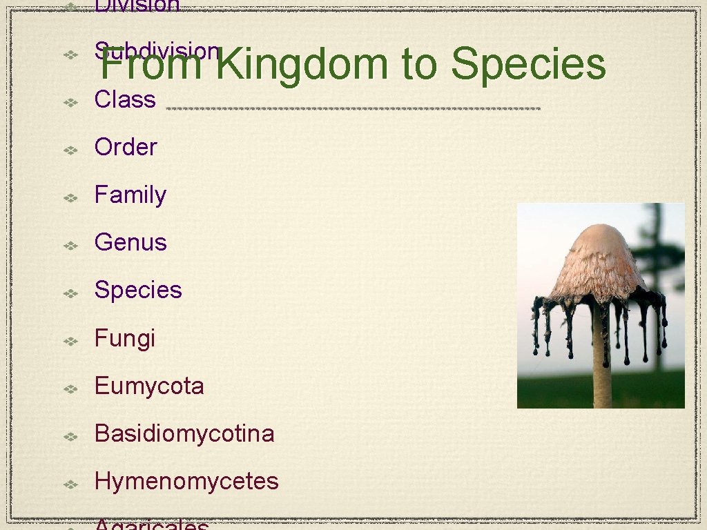 Division Subdivision From Kingdom to Species Class Order Family Genus Species Fungi Eumycota Basidiomycotina