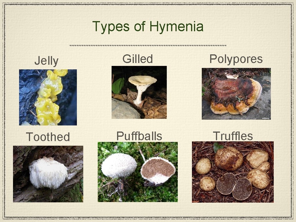 Types of Hymenia Jelly Gilled Polypores Toothed Puffballs Truffles 