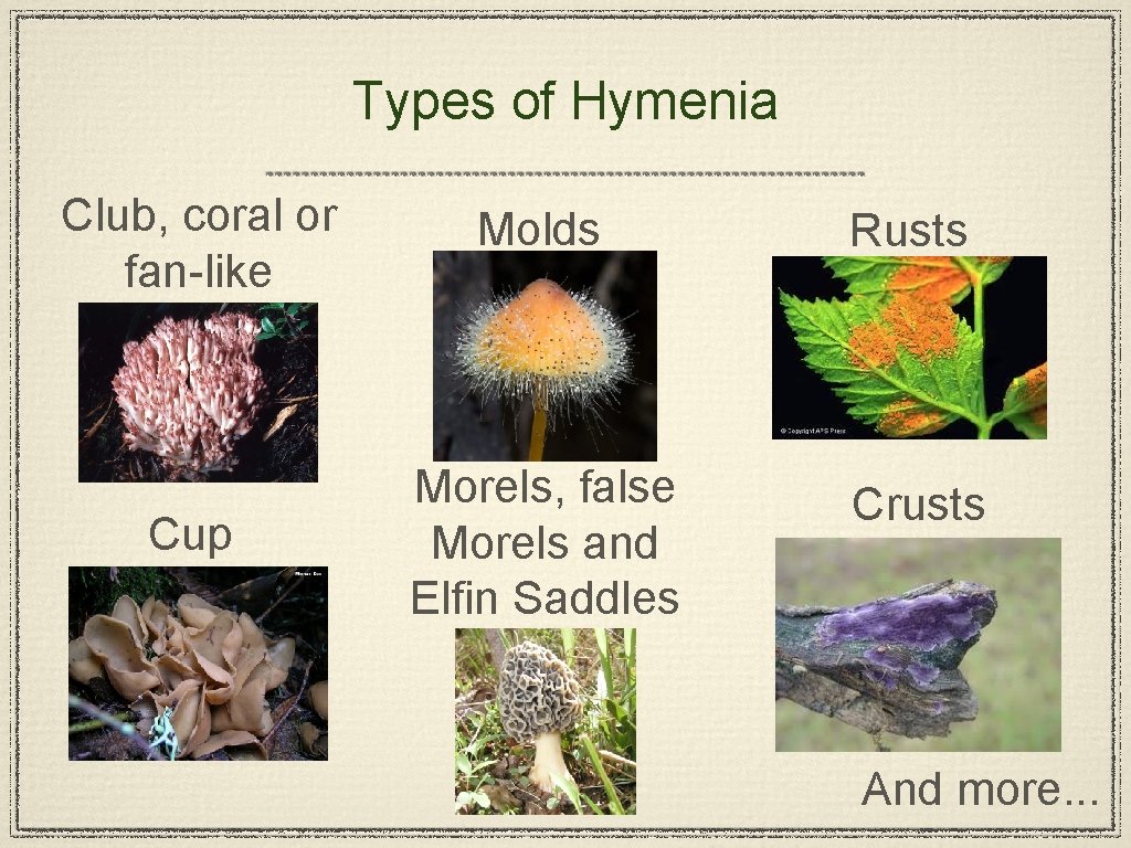 Types of Hymenia Club, coral or fan-like Molds Rusts Cup Morels, false Morels and