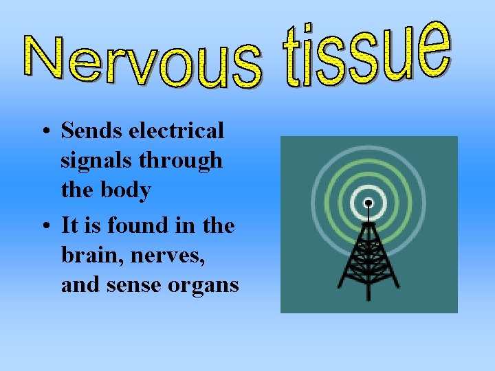  • Sends electrical signals through the body • It is found in the