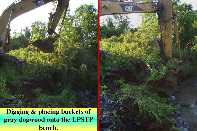 Digging & placing buckets of gray dogwood onto the LPSTP bench. 