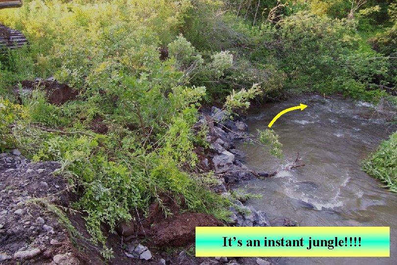 It’s an instant jungle!!!! 