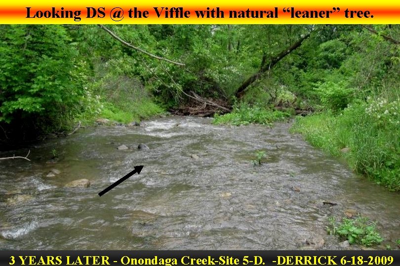 Looking DS @ the Viffle with natural “leaner” tree. 3 YEARS LATER - Onondaga