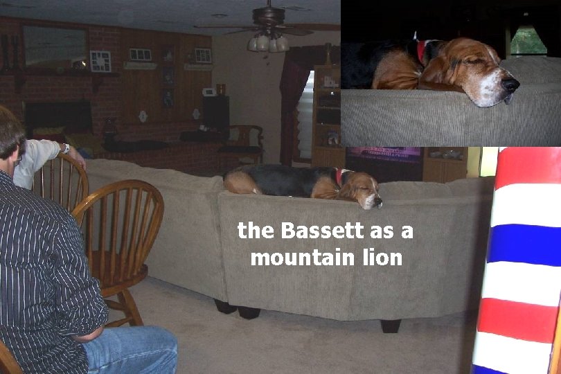 the Bassett as a mountain lion 