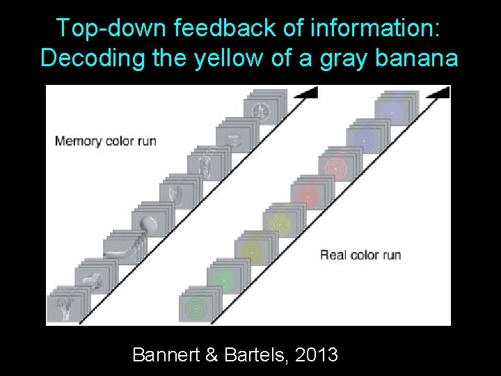 Top-down feedback of information: Decoding the yellow of a gray banana Bannert & Bartels,