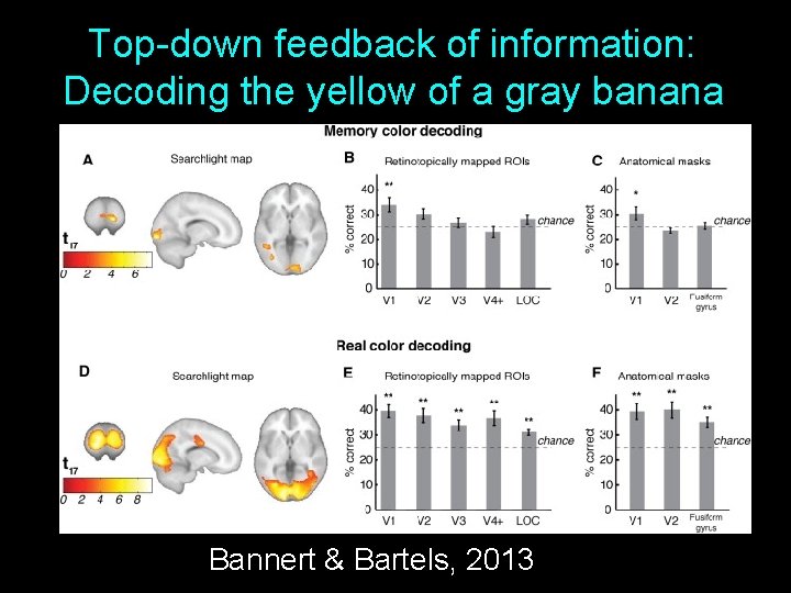Top-down feedback of information: Decoding the yellow of a gray banana Bannert & Bartels,