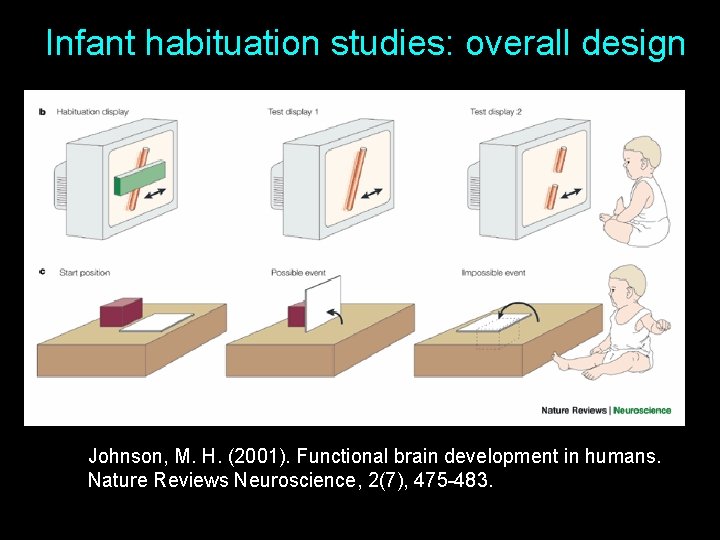 Infant habituation studies: overall design Johnson, M. H. (2001). Functional brain development in humans.