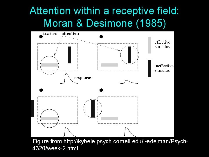 Attention within a receptive field: Moran & Desimone (1985) Figure from http: //kybele. psych.