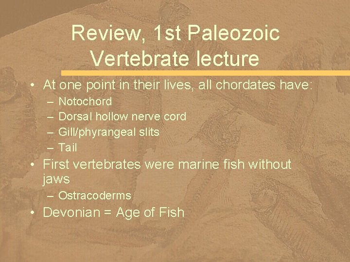 Review, 1 st Paleozoic Vertebrate lecture • At one point in their lives, all