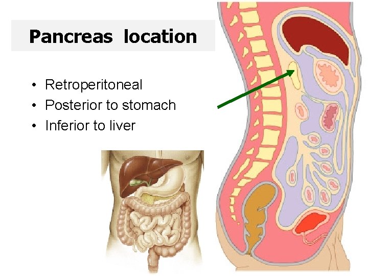 Pancreas location • Retroperitoneal • Posterior to stomach • Inferior to liver 