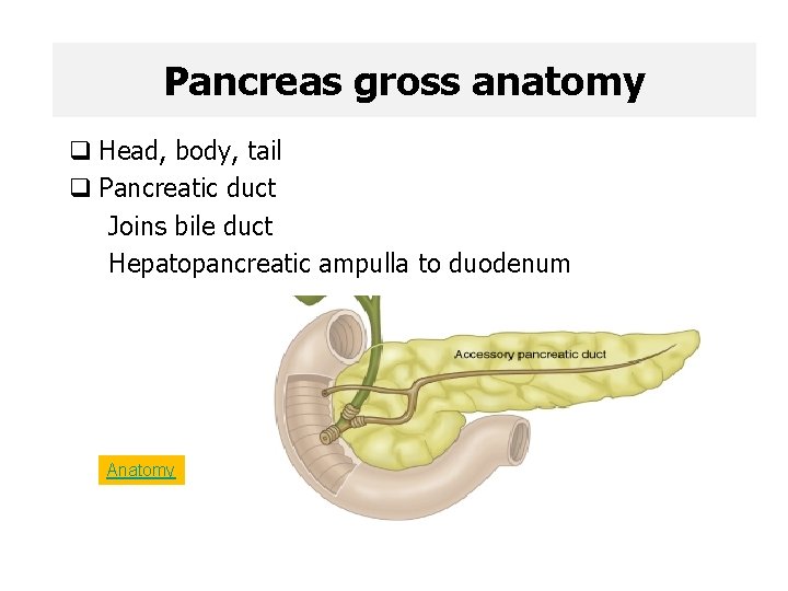 Pancreas gross anatomy q Head, body, tail q Pancreatic duct Joins bile duct Hepatopancreatic