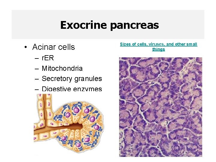 Exocrine pancreas • Acinar cells – – r. ER Mitochondria Secretory granules Digestive enzymes