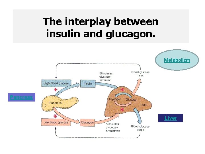 The interplay between insulin and glucagon. Metabolism Pancreas Liver 