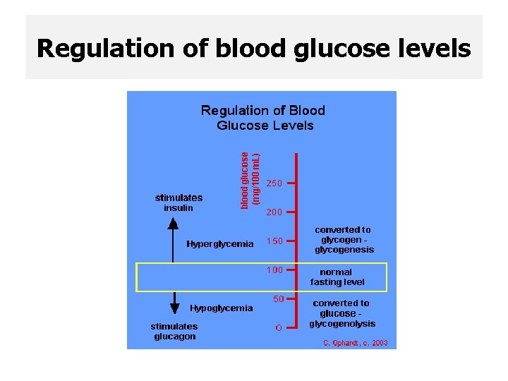 Regulation of blood glucose levels 