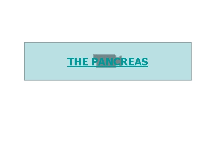 THE PANCREAS 