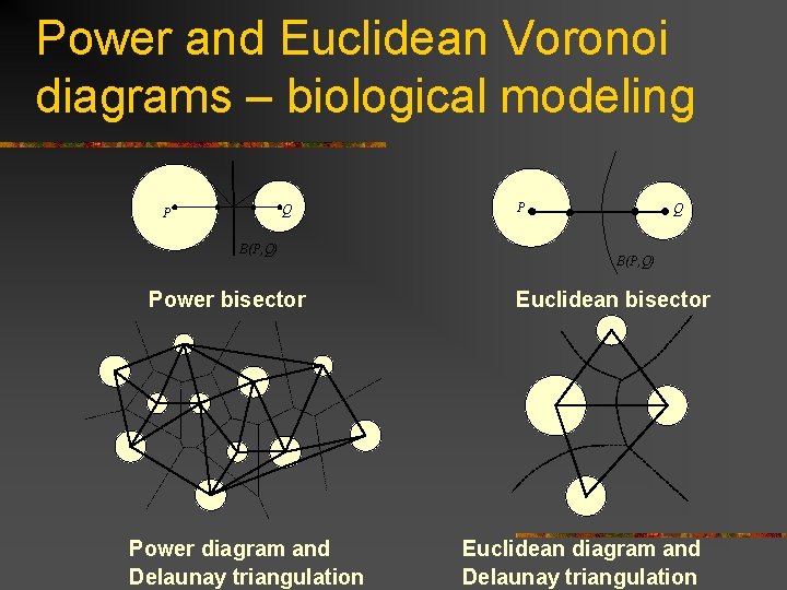 Power and Euclidean Voronoi diagrams – biological modeling Q P B(P, Q) Power bisector