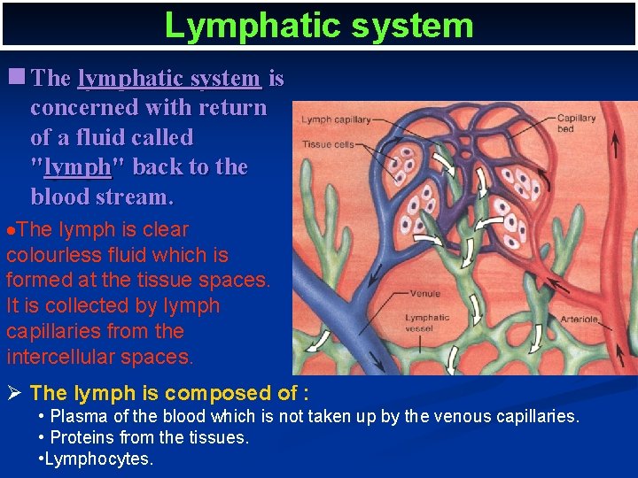 Lymphatic system n The lymphatic system is concerned with return of a fluid called