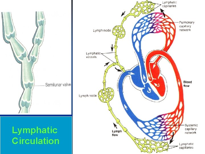 Lymphatic Circulation 