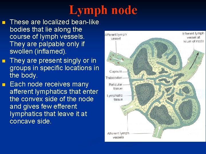 Lymph node n n n These are localized bean-like bodies that lie along the