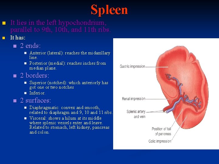 Spleen n It lies in the left hypochondrium, parallel to 9 th, 10 th,