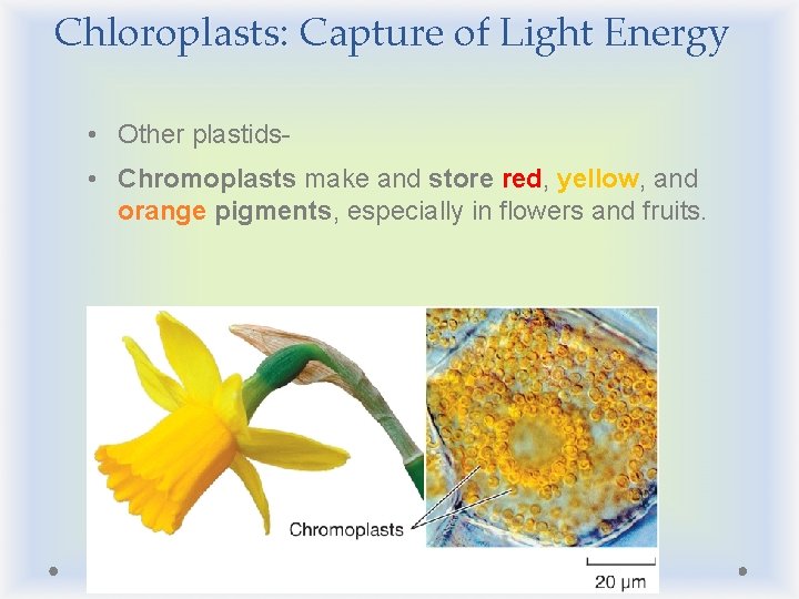 Chloroplasts: Capture of Light Energy • Other plastids • Chromoplasts make and store red,