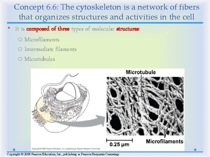 Concept 6. 6: The cytoskeleton is a network of fibers that organizes structures and