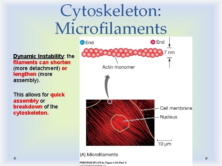 Cytoskeleton: Microfilaments Dynamic Instability: the filaments can shorten (more detachment) or lengthen (more assembly).