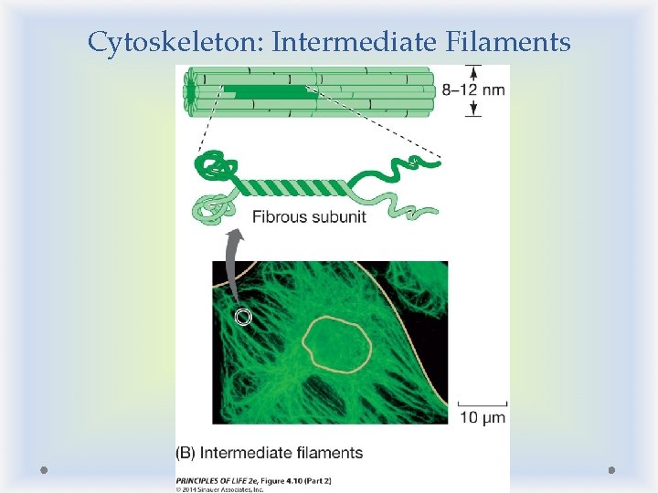 Cytoskeleton: Intermediate Filaments Cytoskeleton: Intermediate Filaments