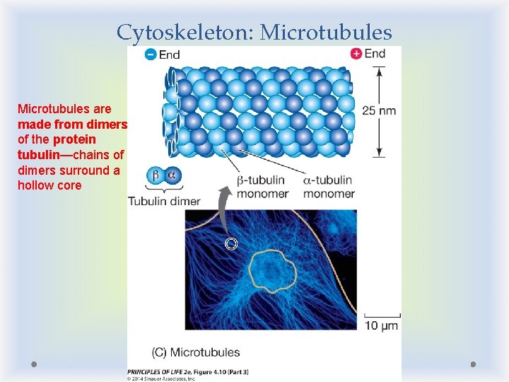 Cytoskeleton: Microtubules are made from dimers of the protein tubulin—chains of dimers surround a