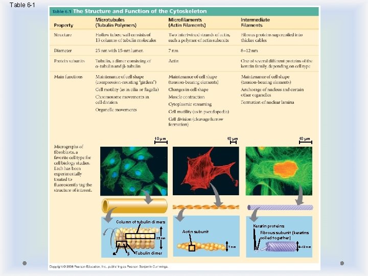 Table 6 -1 10 µm Column of tubulin dimers Keratin proteins Actin subunit Fibrous