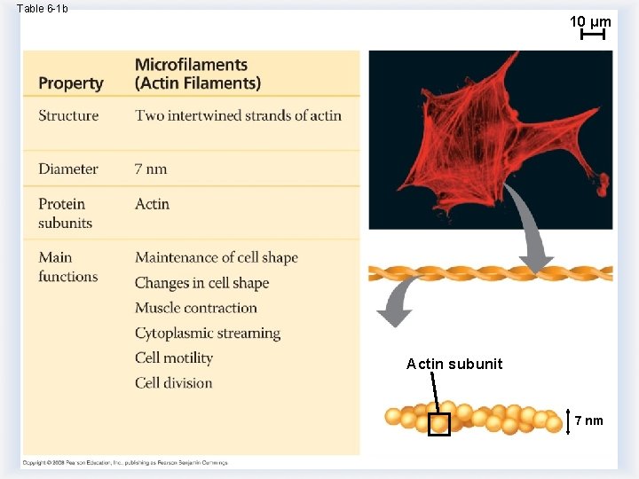 Table 6 -1 b 10 µm Actin subunit 7 nm Table 6 -1 b 10 µm Actin subunit 7 nm
