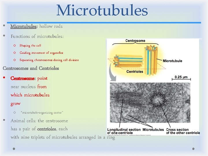 Microtubules • Microtubules: hollow rods • Functions of microtubules: o Shaping the cell o