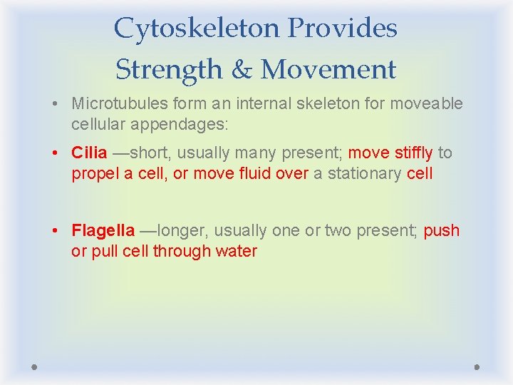 Cytoskeleton Provides Strength & Movement • Microtubules form an internal skeleton for moveable cellular